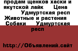 продам щенков хаски и якутской лайк   › Цена ­ 18 000 - Удмуртская респ. Животные и растения » Собаки   . Удмуртская респ.